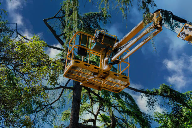 Best Arborist Consultation Services  in Bemiss, GA