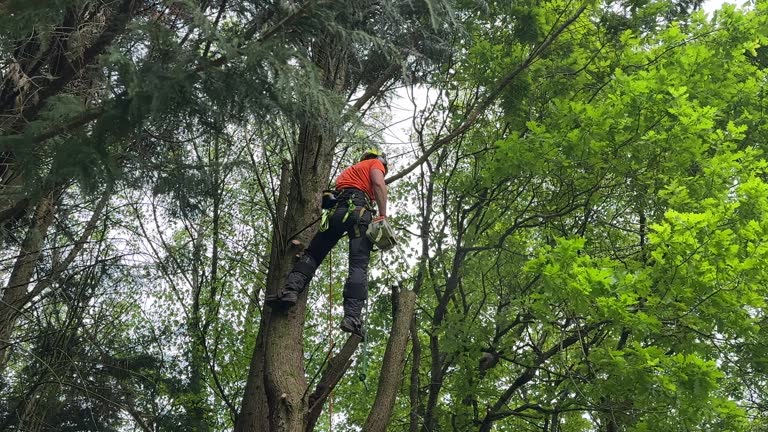 Best Pest Control for Lawns  in Bemiss, GA