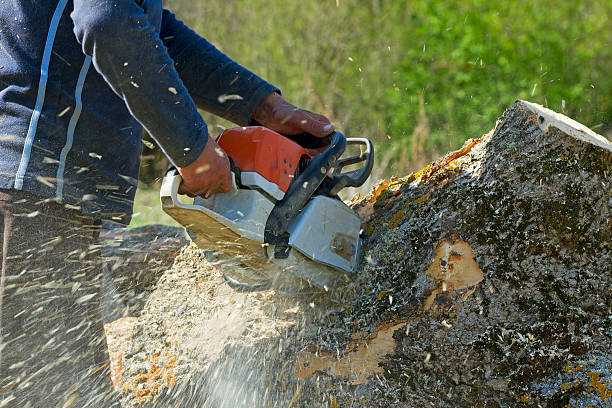 How Our Tree Care Process Works  in  Bemiss, GA