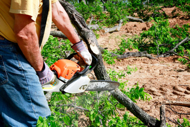 How Our Tree Care Process Works  in  Bemiss, GA